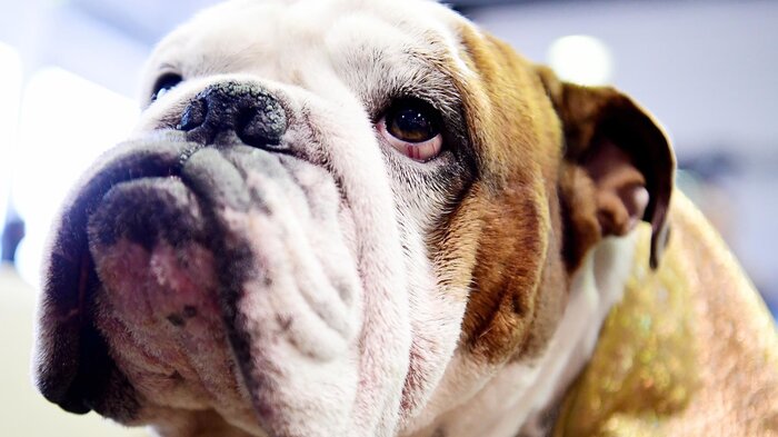 Is breeding bulldogs cruel? Animal groups debate how to make them healthier